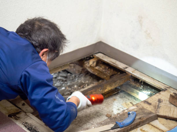 Best Mold Damage Repair  in Sand Point, AK