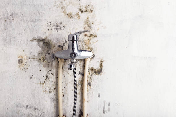 Best Best Mold Removal Companies  in Sand Point, AK
