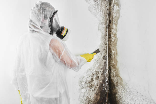 Best Black Mold Removal  in Sand Point, AK
