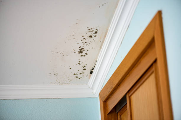 Best Local Mold Removal Service  in Sand Point, AK