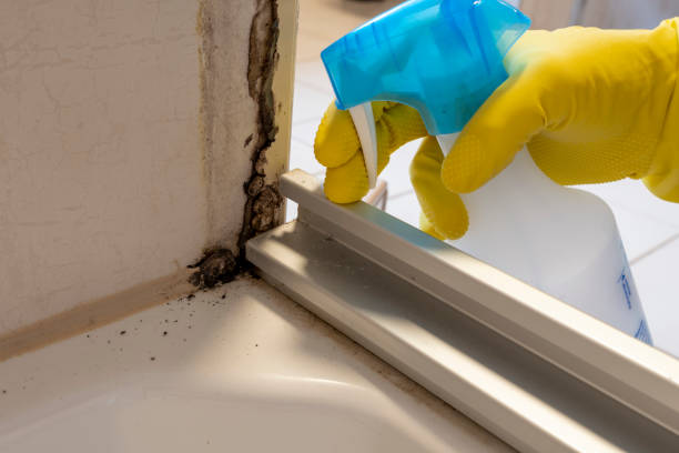 Best Mold Testing  in Sand Point, AK