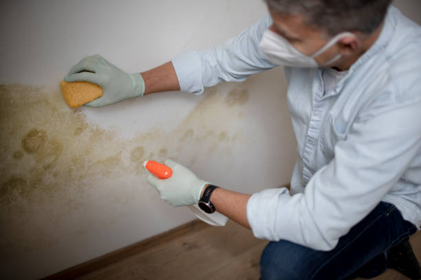 Certified Mold Removal in Sand Point, AK