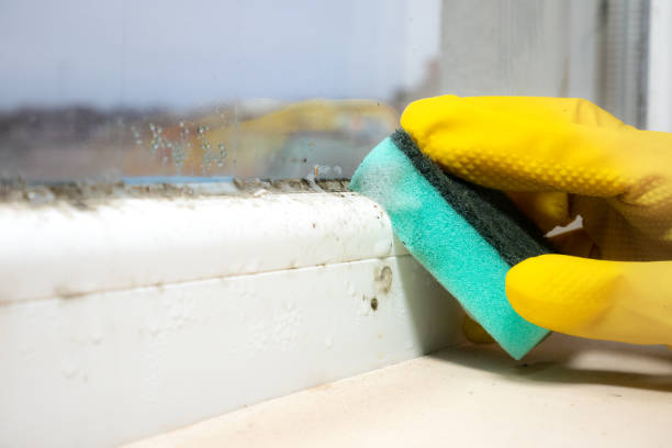 Office Mold Removal Services in Sand Point, AK