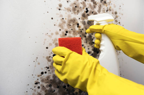 Best Mold Cleaning Services  in Sand Point, AK