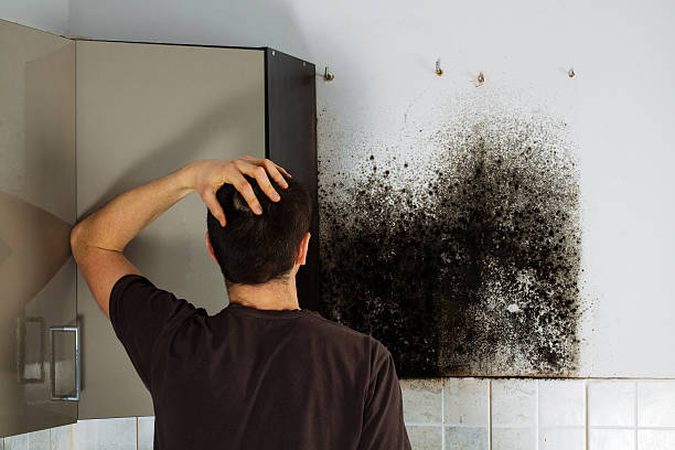 Best Fast Mold Removal  in Sand Point, AK