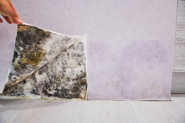 Best Affordable Mold Removal  in Sand Point, AK